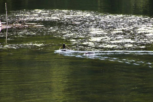 Anatra Sul Fiume — Foto Stock