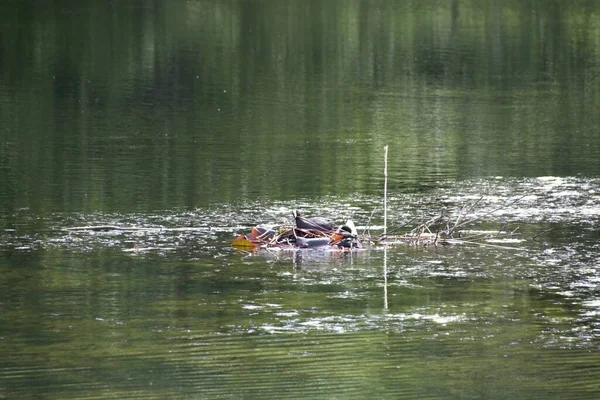 河上的鸭子 — 图库照片