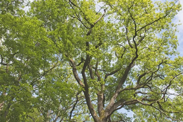 Pfad Wald — Stockfoto