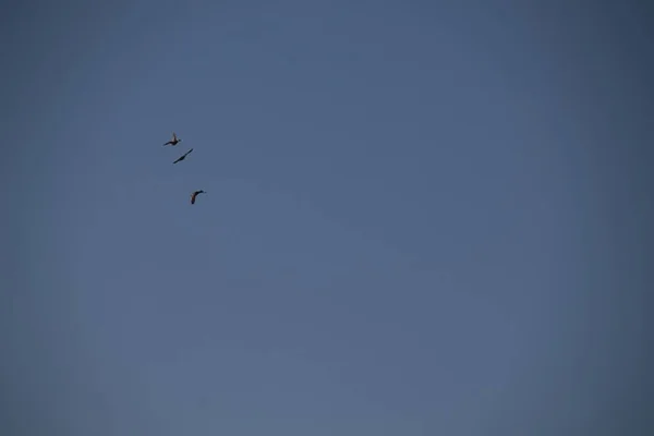 鸟儿在空中飞翔 — 图库照片