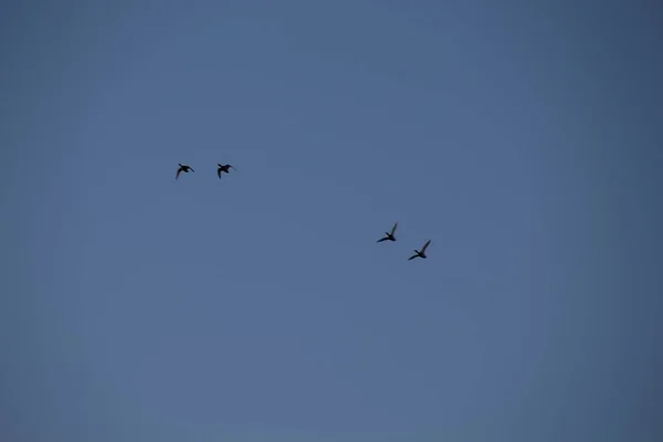 Ptaki Latające Niebie — Zdjęcie stockowe