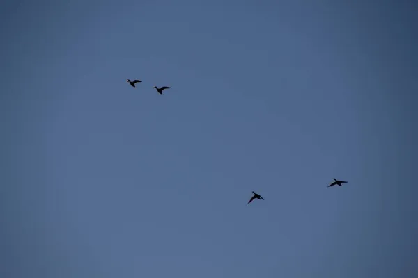 Aves Volando Cielo —  Fotos de Stock