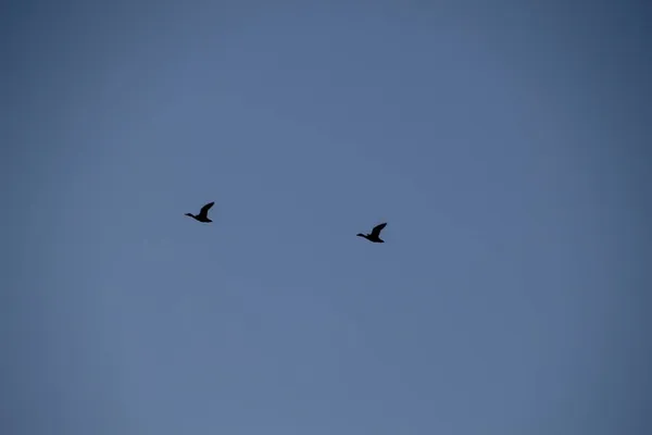 Birds Flying Sky — Stock Photo, Image