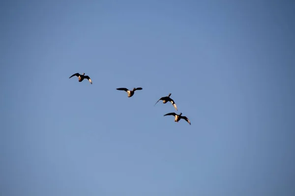 Птахи Літають Небі — стокове фото