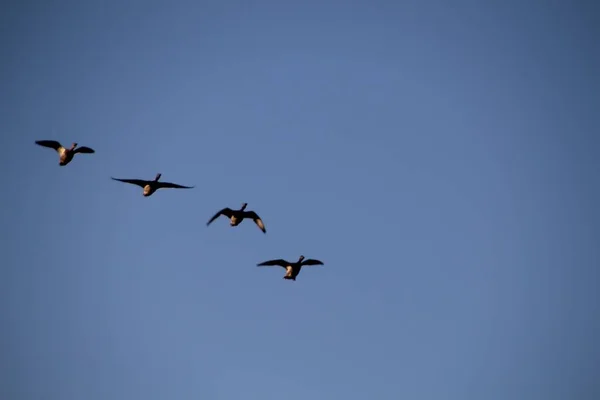 Aves Volando Cielo —  Fotos de Stock