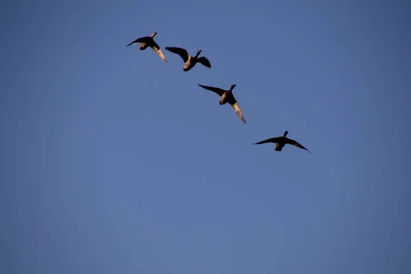 Aves Volando Cielo —  Fotos de Stock