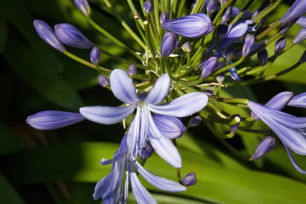 Purpurowy Krokus Deszczu — Zdjęcie stockowe