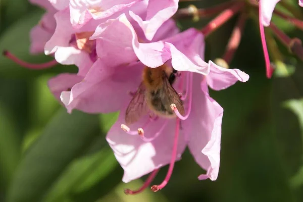 Méhecske Rózsaszín Virágon — Stock Fotó