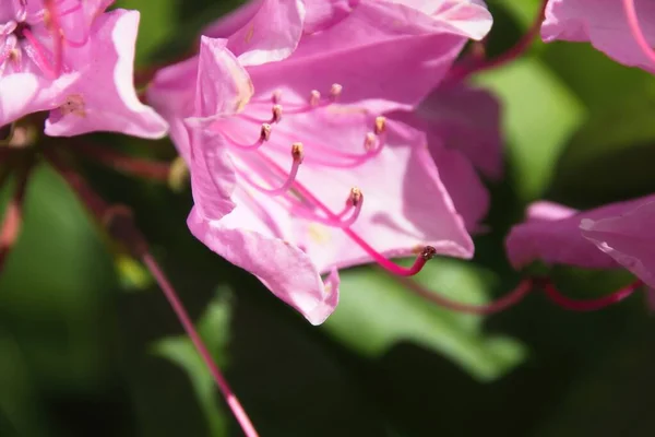 Бджола Рожевій Квітці — стокове фото