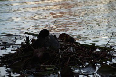 kuşlar yuva yumurta