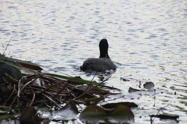 Oiseaux Nichent Avec Des Œufs — Photo