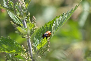 Yeşil yapraklı uğur böceği