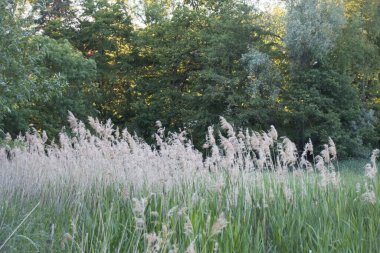 Çayırdaki çiçekler.