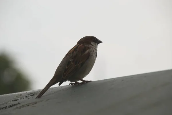 Sparrow Roof — Stock Photo, Image