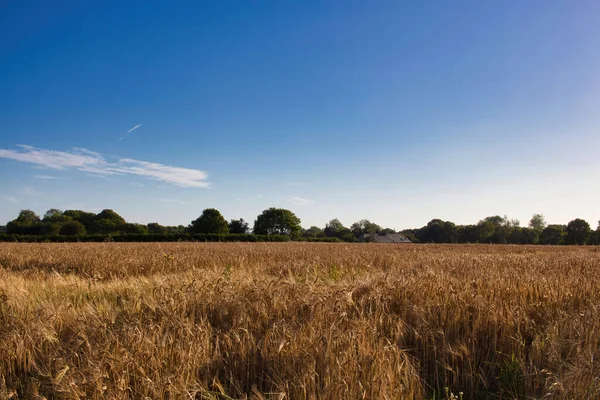 Wheat Field Summer — Stock Photo, Image