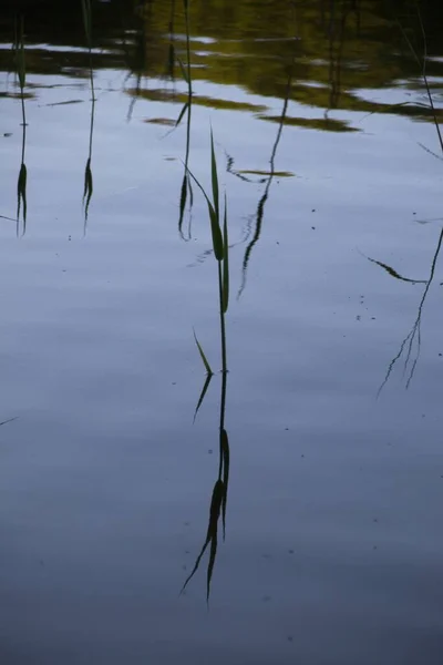 Трава Воде — стоковое фото