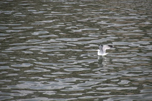 Möwe Wasser — Stockfoto