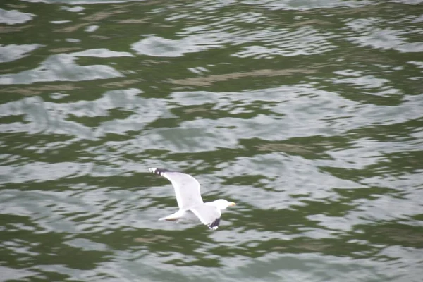 Möwe Wasser — Stockfoto