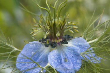 Çimlerde mavi çiçek