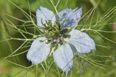 Çimlerde mavi çiçek