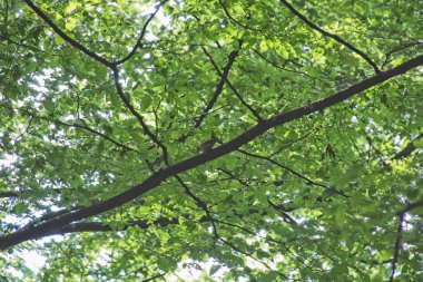 Ormandaki ve gökyüzündeki ağaçlar