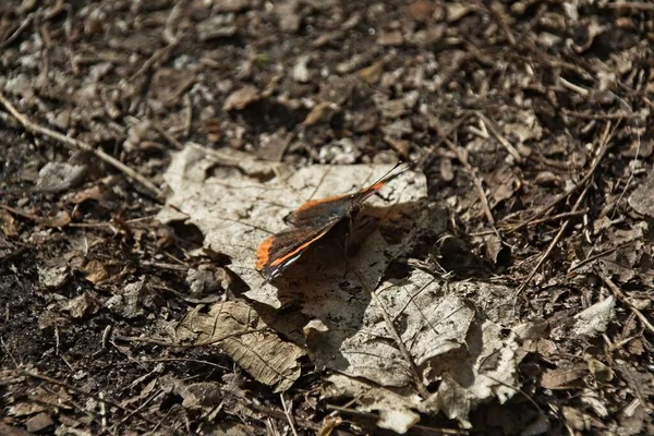 Бабочка Земле — стоковое фото