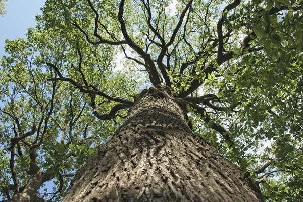 Δέντρο Στο Δάσος — Φωτογραφία Αρχείου