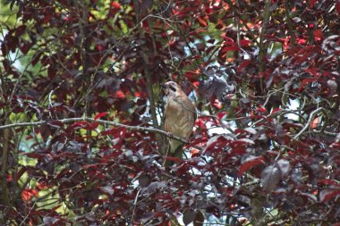 Kırmızı Kardinal dal
