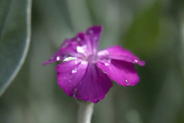 Крупним Планом Фіолетова Квітка — стокове фото
