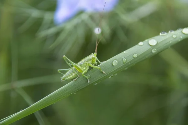 Saltamontes Hierba —  Fotos de Stock