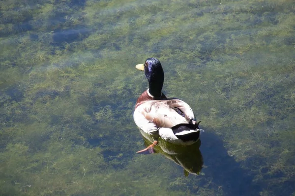 鸭子在水面上 — 图库照片