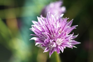 Mor bir çiçeğe yaklaş