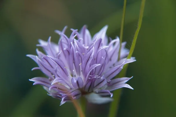 Nahaufnahme Einer Lila Blume — Stockfoto