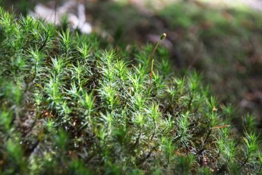 Yerde yeşil yosun