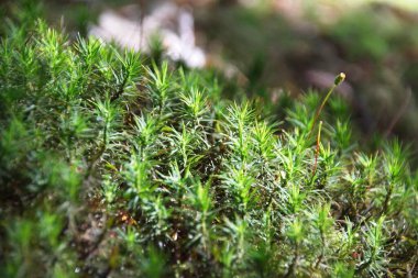 Yerde yeşil yosun
