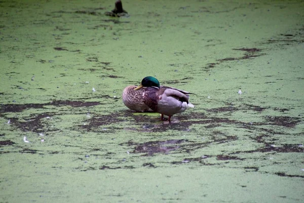 Ente Auf Dem Wasser — Stockfoto