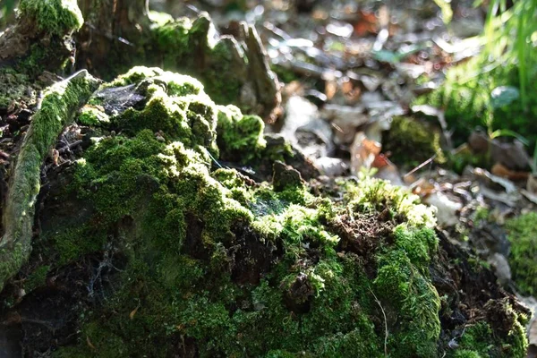 树上的苔藓 — 图库照片