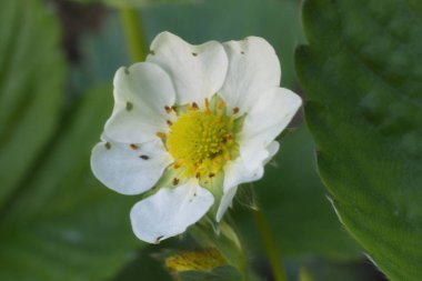 Bahçedeki nergisler