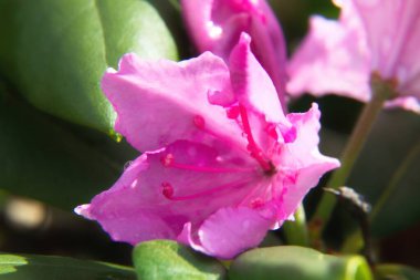 Bir çiçeğe yaklaş.