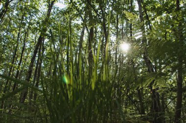 Ağaçların arasından parlayan güneş