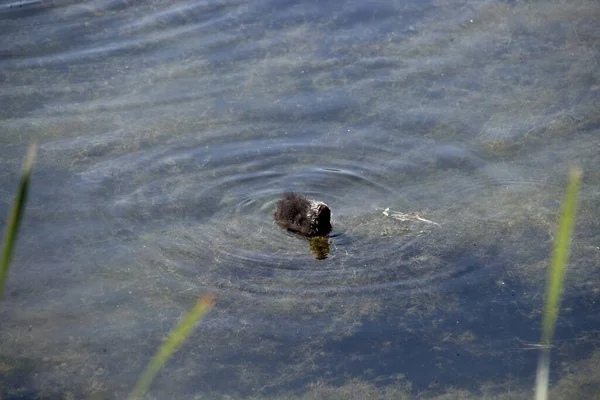 Ente Auf Dem Wasser — Stockfoto