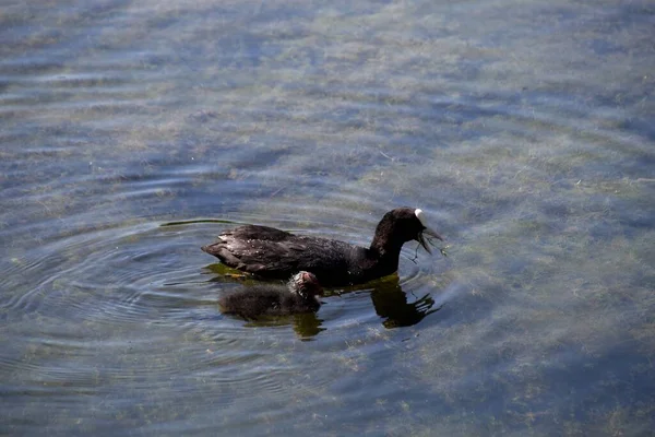 Ente Auf Dem Wasser — Stockfoto