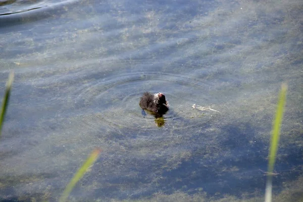 鸭子在水面上 — 图库照片