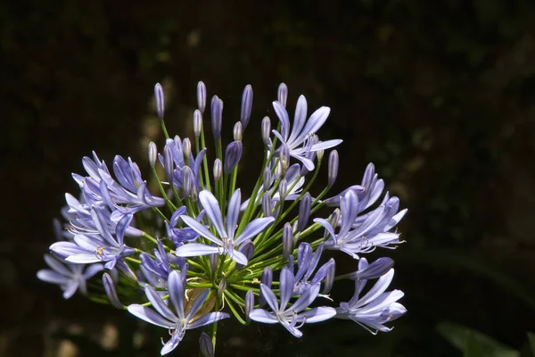 青と白の花 — ストック写真