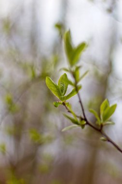 Bir dalda yeşil yapraklar
