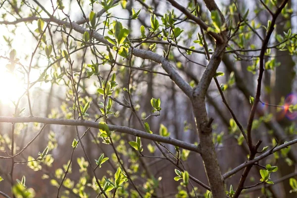 Gröna Blad Gren — Stockfoto