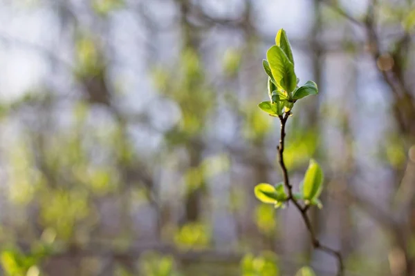 Zelené Listy Větvi — Stock fotografie