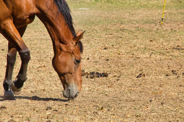 Cavalos Campo — Fotografia de Stock