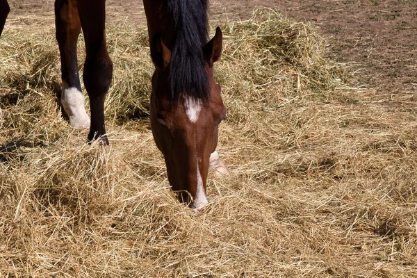 Paarden Een Veld — Stockfoto