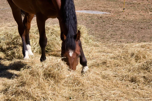 Konie Polu — Zdjęcie stockowe
